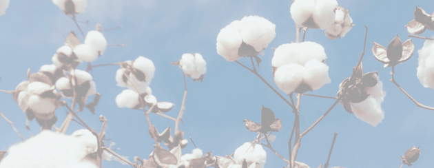 organic-cotton-bg.png